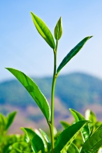 complément alimentaire thé vert pour soigner l'herpès