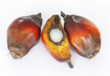 Le point sur l’huile de palme huile de palme