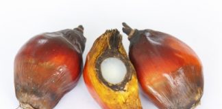 Le point sur l’huile de palme huile de palme