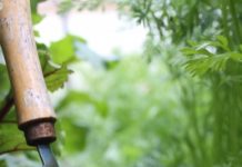 Prendre soin de son jardin bio jardin potager bio