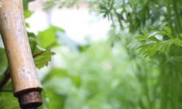 Prendre soin de son jardin bio jardin potager bio