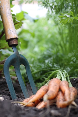 jardin potager bio