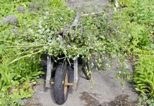 Comment gérer les mauvaises herbes ? gérer mauvaises herbes au potager bio / reponsesbio
