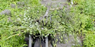 Comment gérer les mauvaises herbes ? gérer mauvaises herbes au potager bio / reponsesbio