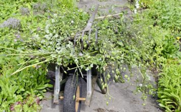 Comment gérer les mauvaises herbes ? gérer mauvaises herbes au potager bio / reponsesbio