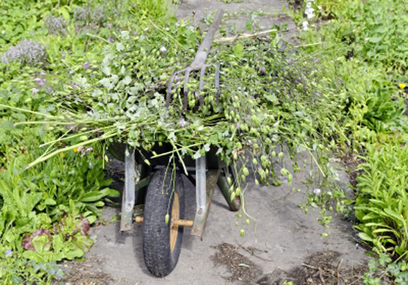 gérer mauvaises herbes au potager bio / reponsesbio