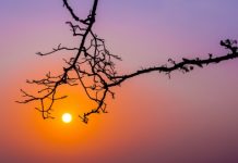 Et si on lisait bio ? Et si on lisait bio ?