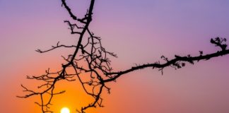 Et si on lisait bio ? Et si on lisait bio ?