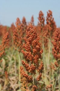 le quinoa, une céréale conseillée aux intolérants au gluten ou au lait