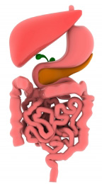 enzymes digestives complémentation