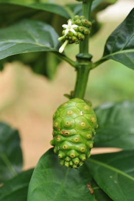 les bienfaits du noni : fruit, feuille, racine...