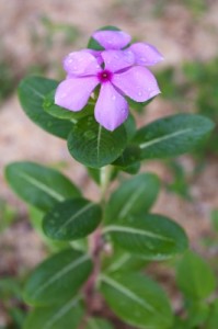 Vinca minor teinture mère andropause