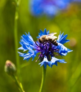 eau de bleuet varicelle