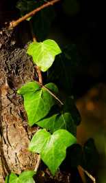 HE hedera felix antibiotique naturel