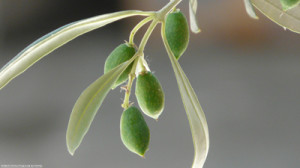 extrait de feuille d'olivier en cas de rhume