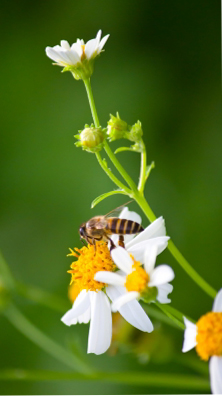 vertus du pollen frais