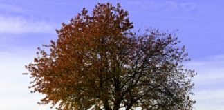 Problèmes psychologiques ? La solution est peut-être homéopathique ! comment soigner les problèmes psychologiques avec l'homéopathie