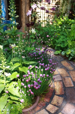 cultiver des aromates dans son jardin ou sur son balcon