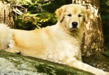 Vos animaux aussi ont des rhumatismes !