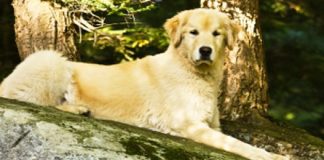 Vos animaux aussi ont des rhumatismes !