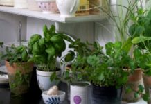 Simples et aromates à cultiver au jardin ou sur votre balcon cultiver des aromates dans son jardin ou sur son balcon