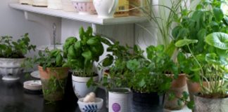 Simples et aromates à cultiver au jardin ou sur votre balcon cultiver des aromates dans son jardin ou sur son balcon