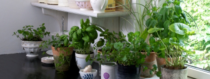 cultiver des aromates dans son jardin ou sur son balcon