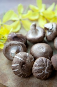 shiitake, champignon de l'immortalité