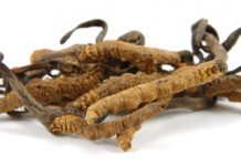 Le Cordyceps sinensis, l’antifatigue chinois le cordyceps un anti fatigue naturel