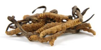 Le Cordyceps sinensis, l’antifatigue chinois le cordyceps un anti fatigue naturel