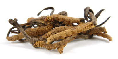 le cordyceps un anti fatigue naturel