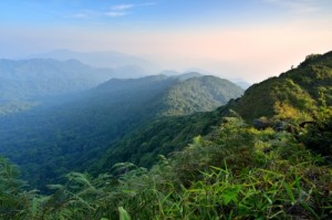 le pu erh chinois pousse dans le yunnan