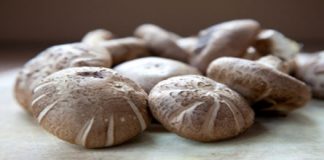 Le shiitake shiitake, champignon de l'immortalité