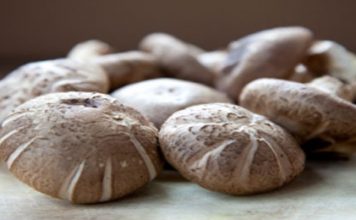 Le shiitake shiitake, champignon de l'immortalité