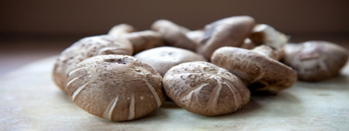 shiitake, champignon de l'immortalité