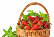 Bio’bulle : La fraise feuilles de menthe