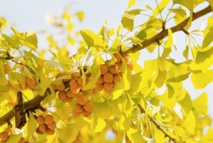 les bienfaits du gingko