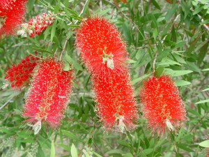 Bottlebrush