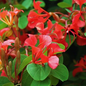 Bauhinia