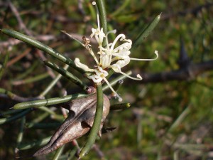 Dagger hakea