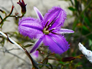 Fringed violet