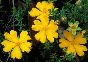 Hibbertia