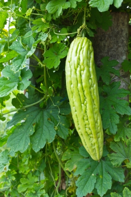 melon d'Inde sucre naturel