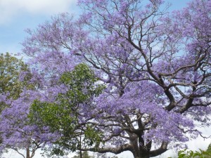 Jacaranda