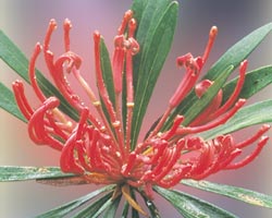 Monga waratah