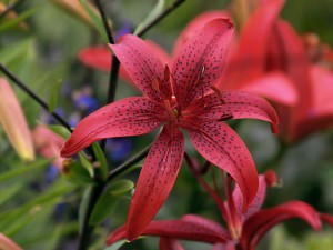 Red lily