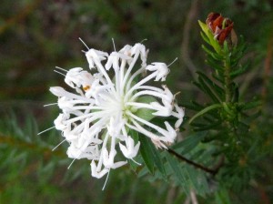 Slender rice flower