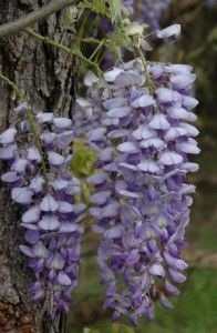 Wisteria