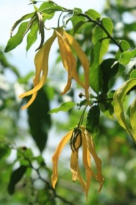huile essentielle d'ylang-ylang aphrodisiaque