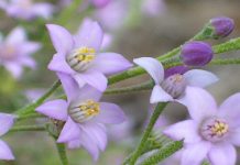 Petit guide des élixirs du Bush australien